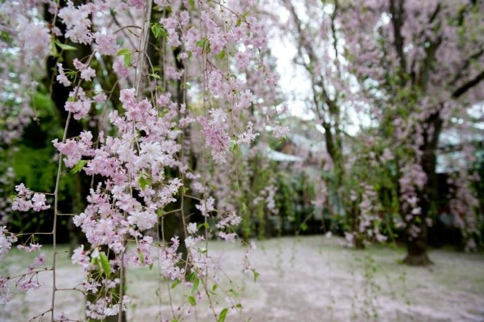 Hoa anh đào Shidarezakura