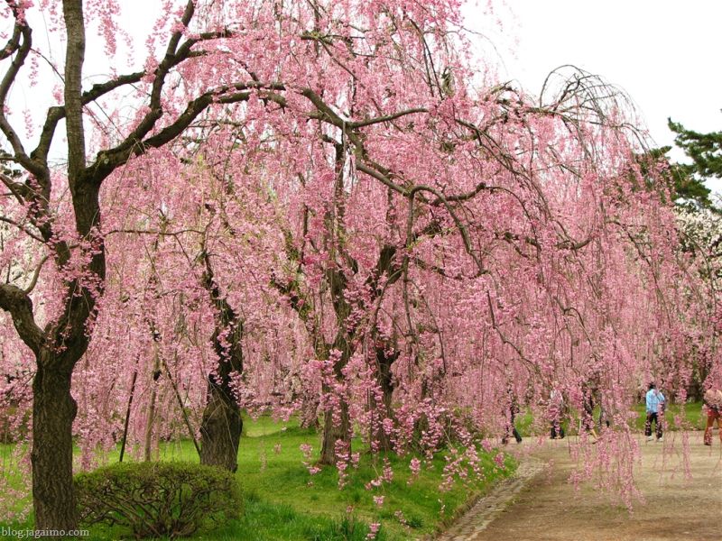 Hoa anh đào Shidarezakura