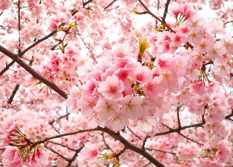 Cherry blossoms - imbued with national spirit