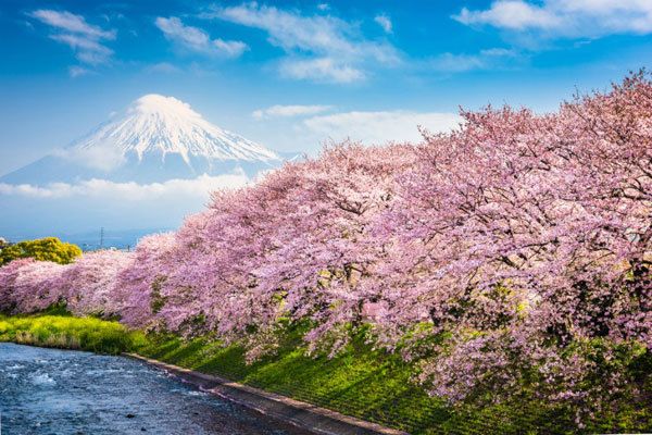 The cherry blossom is a beautiful symbol of Japanese culture and people