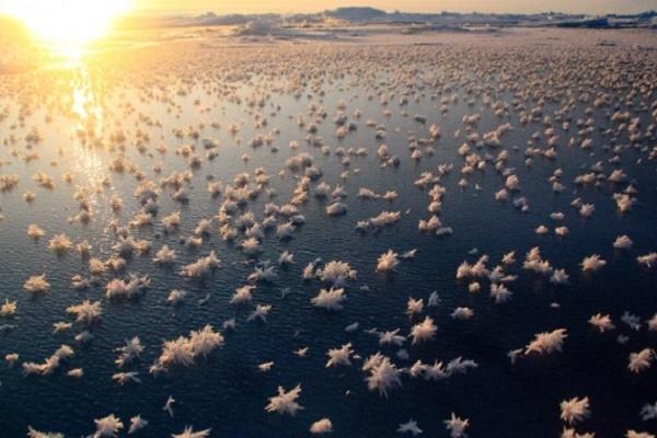 Hoa băng còn có tên gọi khác là Frost flower