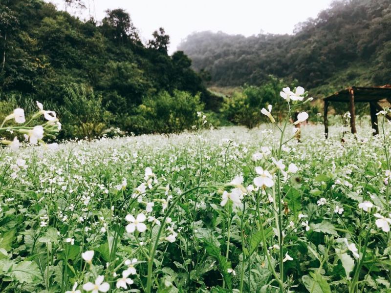 Mộng qua đầu ngõ