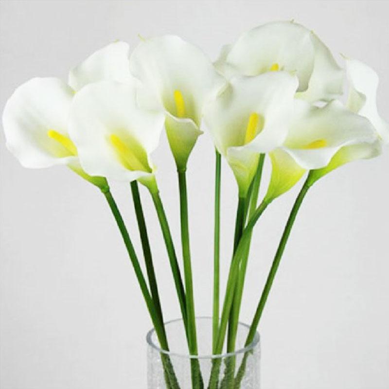 Hoa Calla Lily