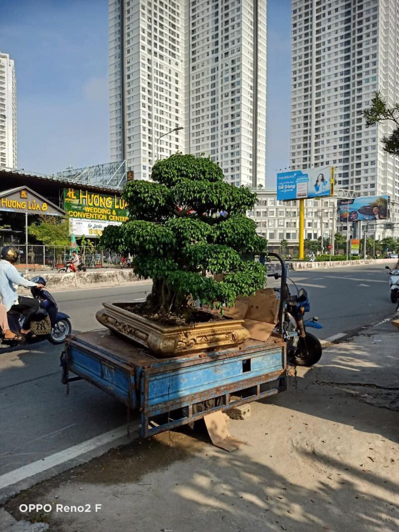 Hoa Cảnh Tuấn Anh