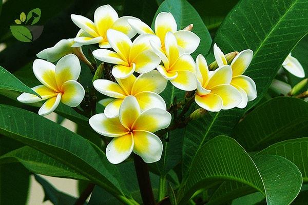 Hoa Chămpa (hoa sứ) là quốc hoa của Lào