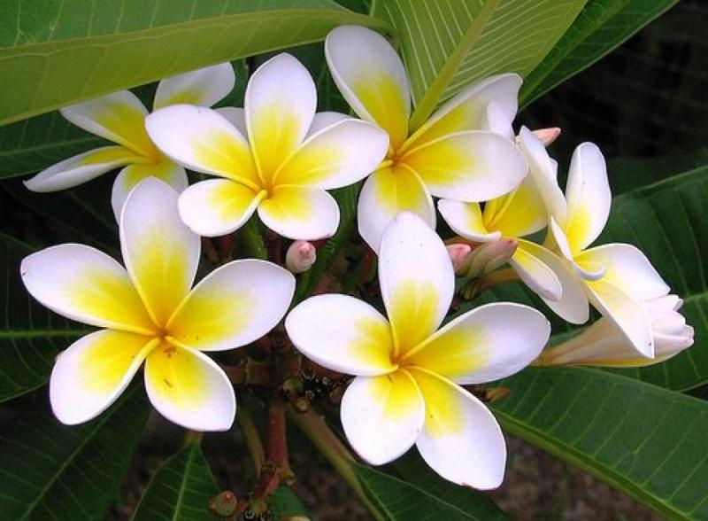 Champa flowers (porcelain flowers) - a flower that is pure and close to life