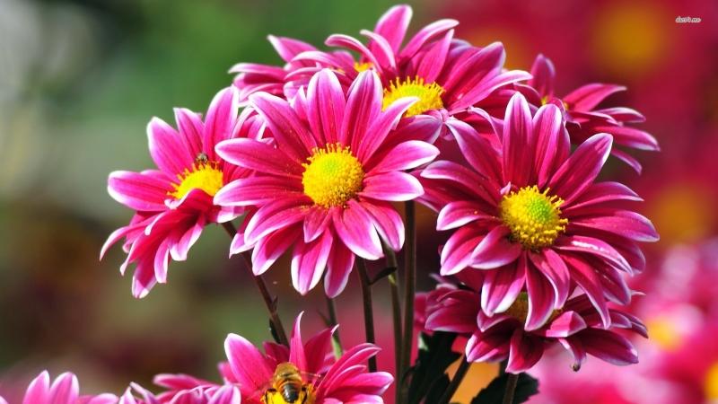 Top 17 loại hoa đẹp nhất và ý nghĩa của chúng
