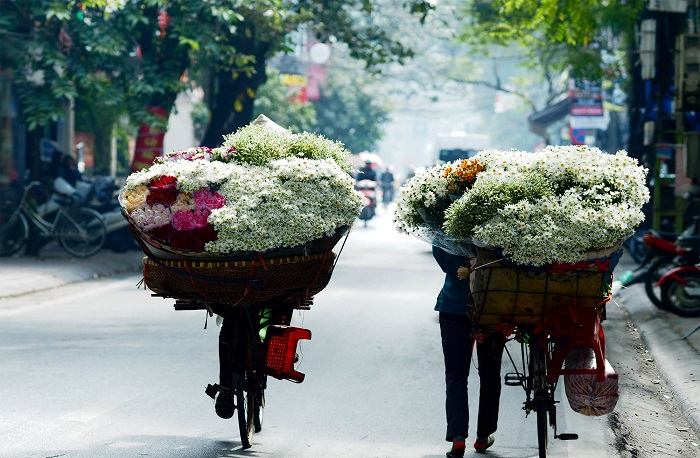 Hoa cúc họa mi - nét đẹp trang nhã