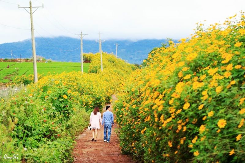 ﻿Hoa dã quỳ đẹp nhất vào buổi sáng, khi cái nắng của mùa đông vừa hừng lên, sương vẫn còn đọng trên lá và những cánh hoa.