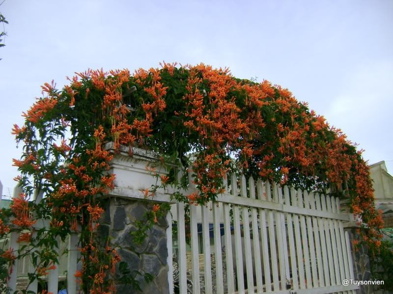 Hoa Đăng Tiêu