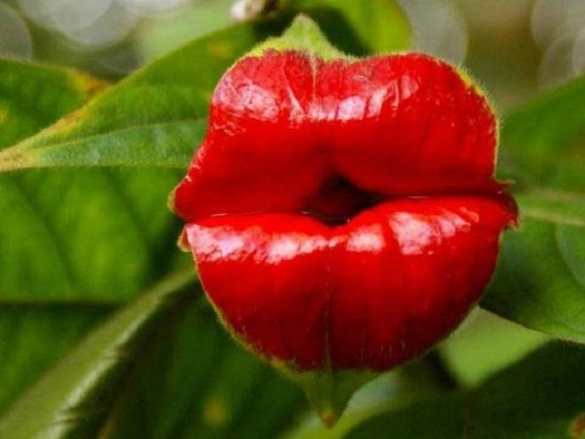 Top 10 loài hoa kỳ lạ nhất thế giới sẽ làm bạn bất ngờ