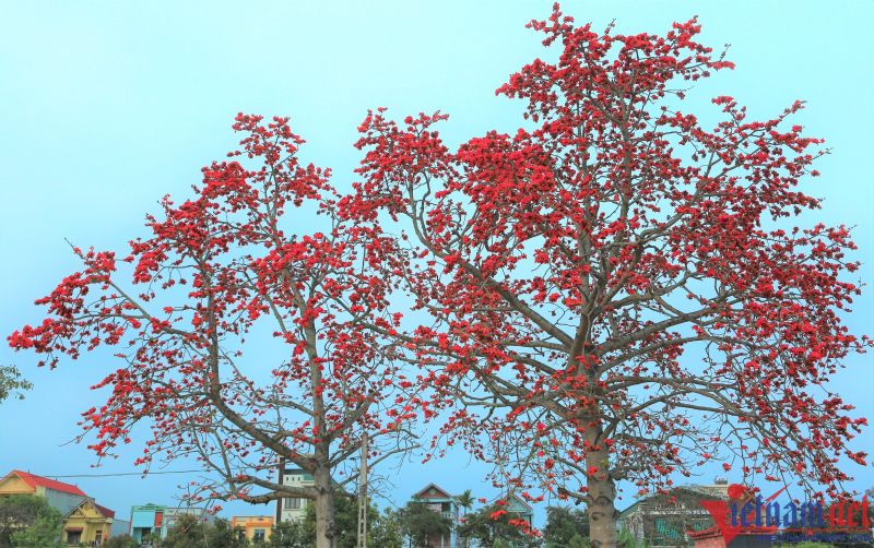 Hoa gạo