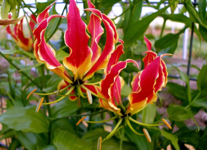 Hoa Gloriosa