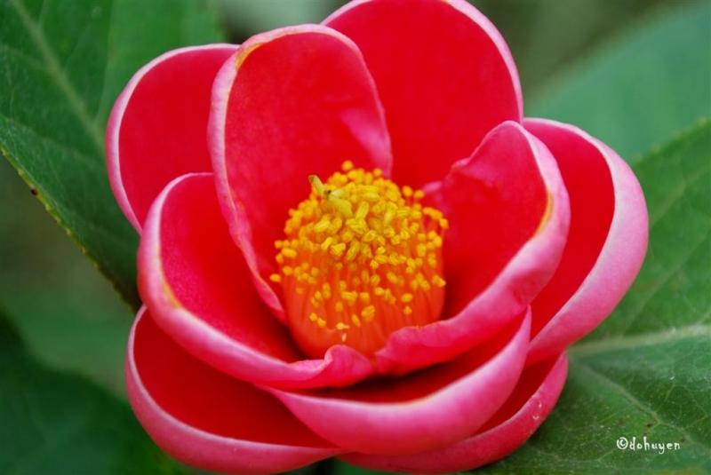 Top 19 loài hoa ý nghĩa tặng bạn gái vào ngày Valentine