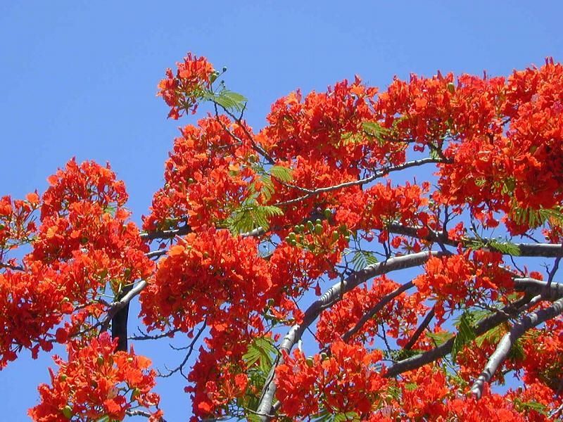 Hình ảnh đẹp về hoa phượng vĩ đẹp đỏ thắm sân trường  VFOVN