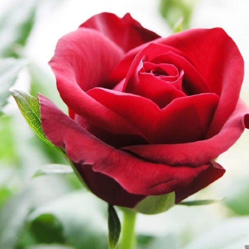 Hoa hồng mang vẻ đẹp kiều diễm