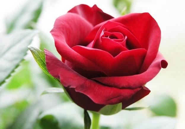 Hoa hồng - Tình yêu và sắc đẹp