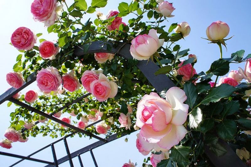 Hoa hồng Bulgaria