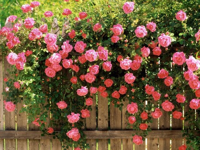 Hoa hồng Bulgaria - Quốc hoa của Bulgaria