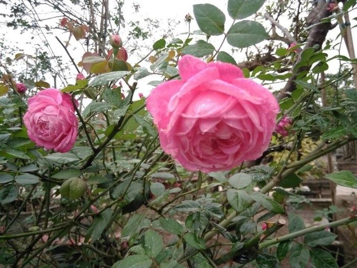 Top những giống hoa hồng cổ đẹp nhất Việt Nam | Truyền thông ...