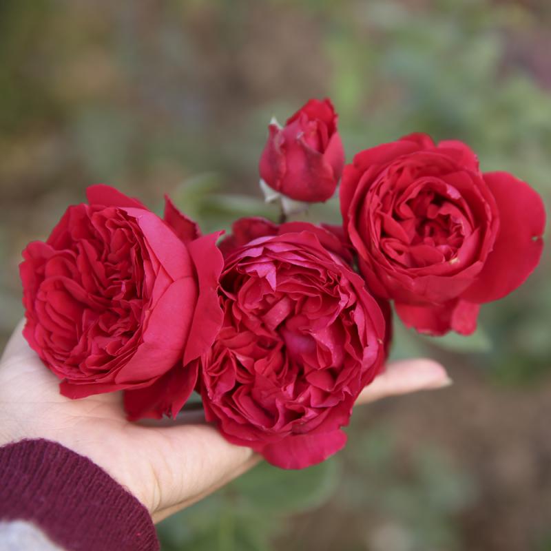 Hoa hồng đỏ Eden