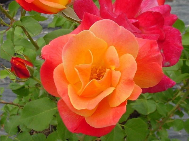 Hãy cùng ngắm nhìn hình ảnh của những bông hoa hồng đẹp nhất thế giới. Những mẫu hoa này có đầy đủ sự hoàn hảo trong từng chi tiết và chiều lòng những vị khách khó tính nhất. Hãy để mình bị mê hoặc bởi sự đẹp lung linh của những chùm hoa hồng này.