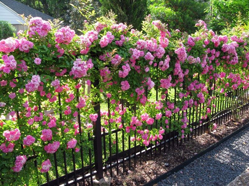 Top 15 Loài hoa leo tường đẹp nhà mát cửa và dễ trồng nhất ...
