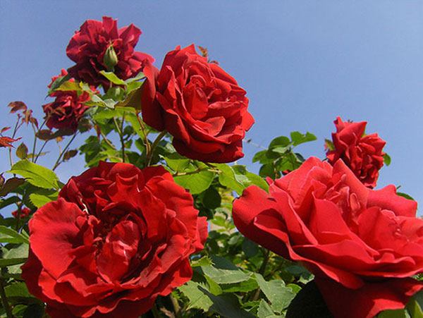 Top 13 Giống hoa hồng cổ đẹp nhất Việt Nam - toplist.vn