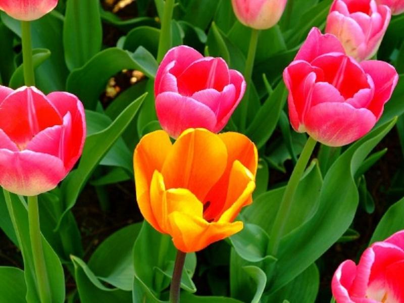 Hoa tulip rực rỡ