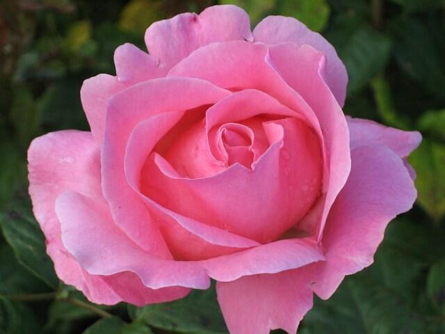 Top 20 Loài hoa hồng đẹp nhất thế giới - toplist.vn