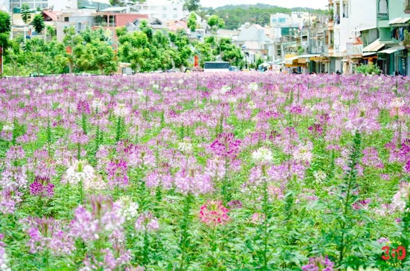 Top 11 Mùa hoa đẹp nhất tại Đà Lạt - toplist.vn
