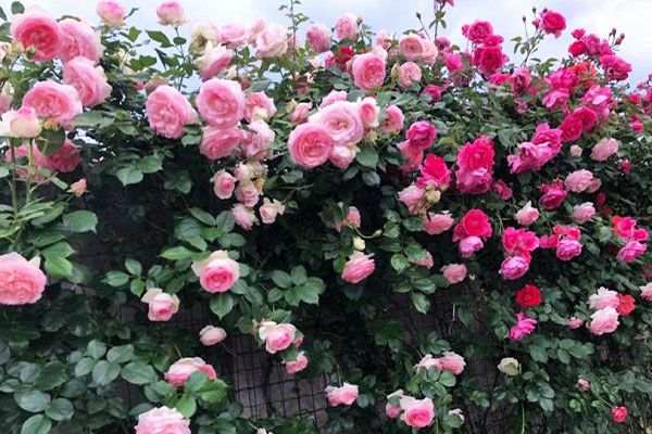 Hoa hồng – một loài hoa mang vẻ đẹp kiêu kì