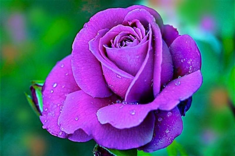 Hoa hồng tím: Hãy cùng chiêm ngưỡng vẻ đẹp tuyệt vời của hoa hồng tím đầy cảm hứng và huyền bí. Những cánh hoa tím nồng nàn, thể hiện sự trầm mặc và sâu lắng, sẽ khiến bạn không khỏi say mê.