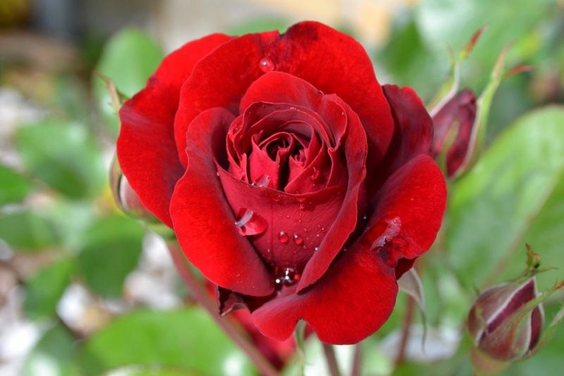 Hoa hồng Victor Hugo