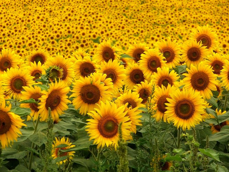 Top 15 Loài hoa đẹp nhất làm say đắm lòng người - toplist.vn