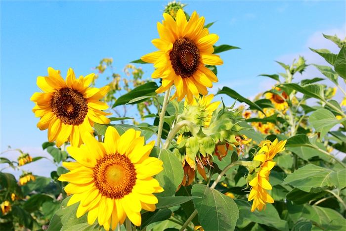 Hoa hướng dương, hạt hướng dương