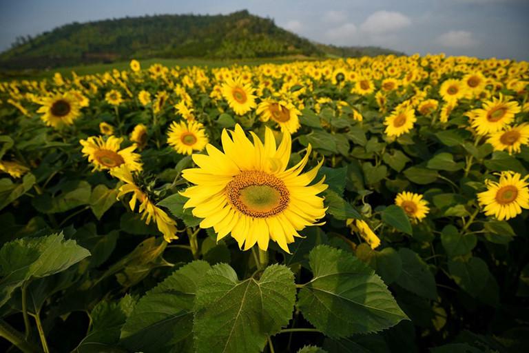 Russia and Ukraine choose sunflower as national flower