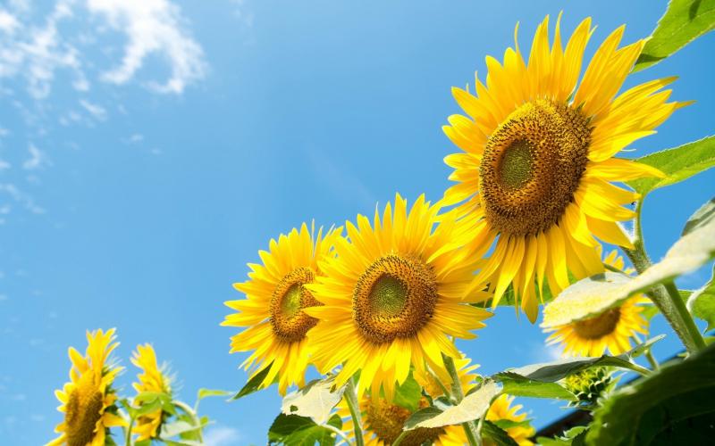Sunflower - Russia's national flower