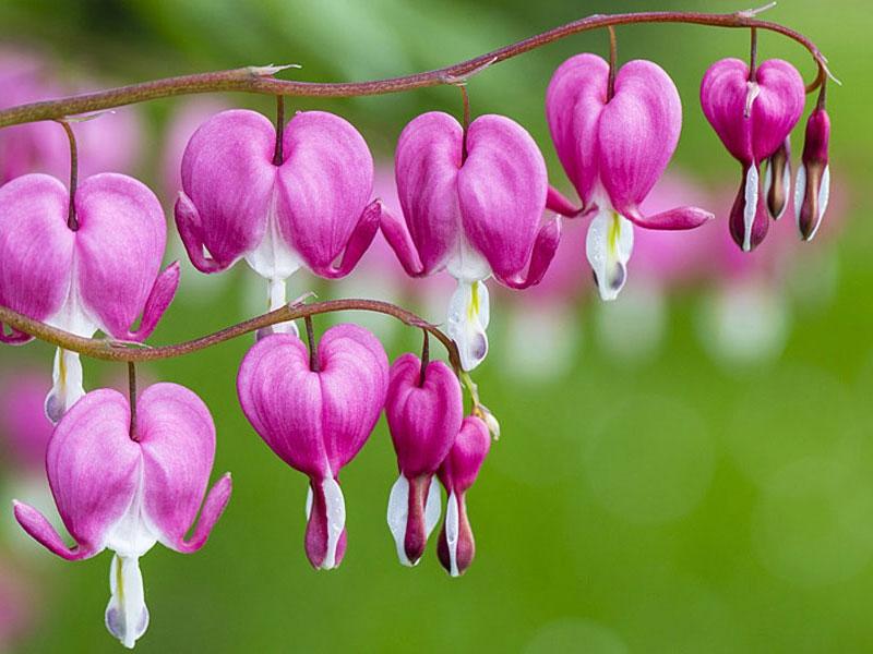 Top 10 loài hoa đẹp nhất trên thế giới