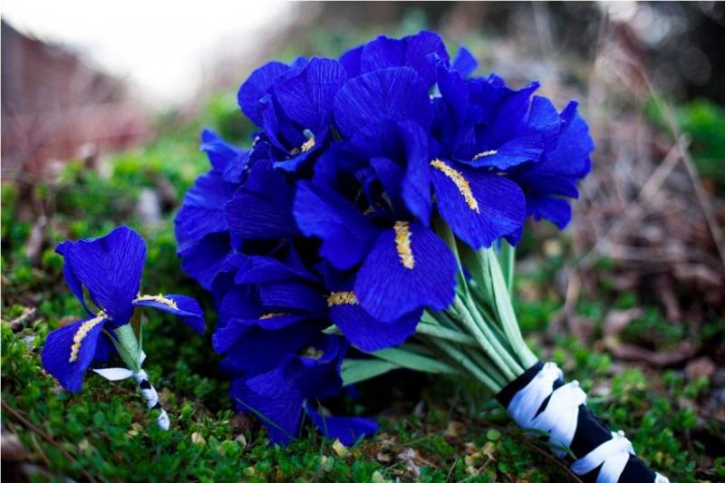 Hoa Iris – Biểu tượng của hoàng gia