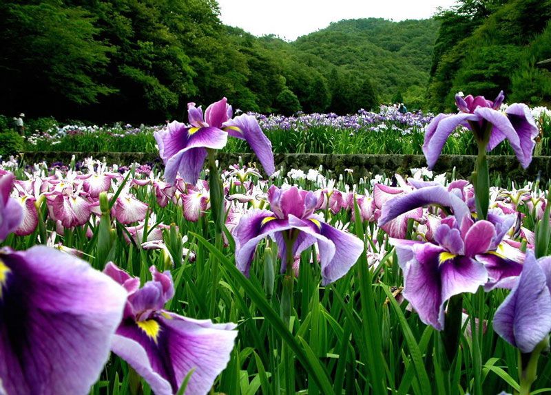Hoa Iris - Quốc hoa của Pháp