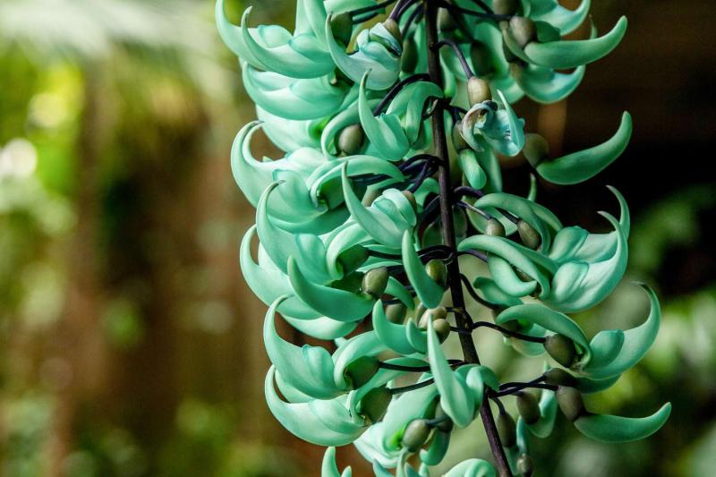 Hoa Jade Vine