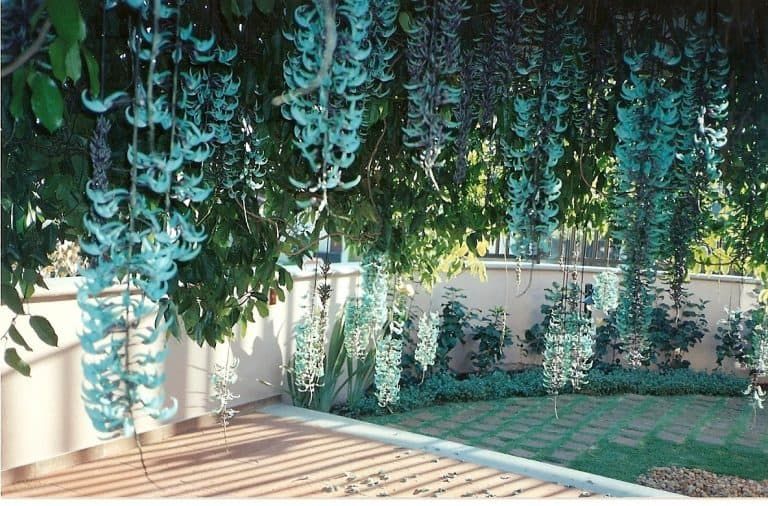 Hoa Jade Vine (hoa móng cọp)