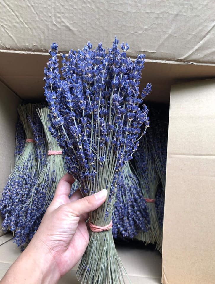 Hoa khô Lavender Provence Hà Nội