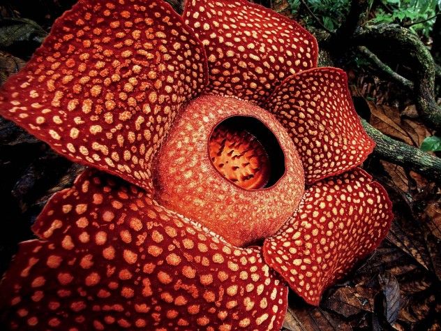 Rafflesia