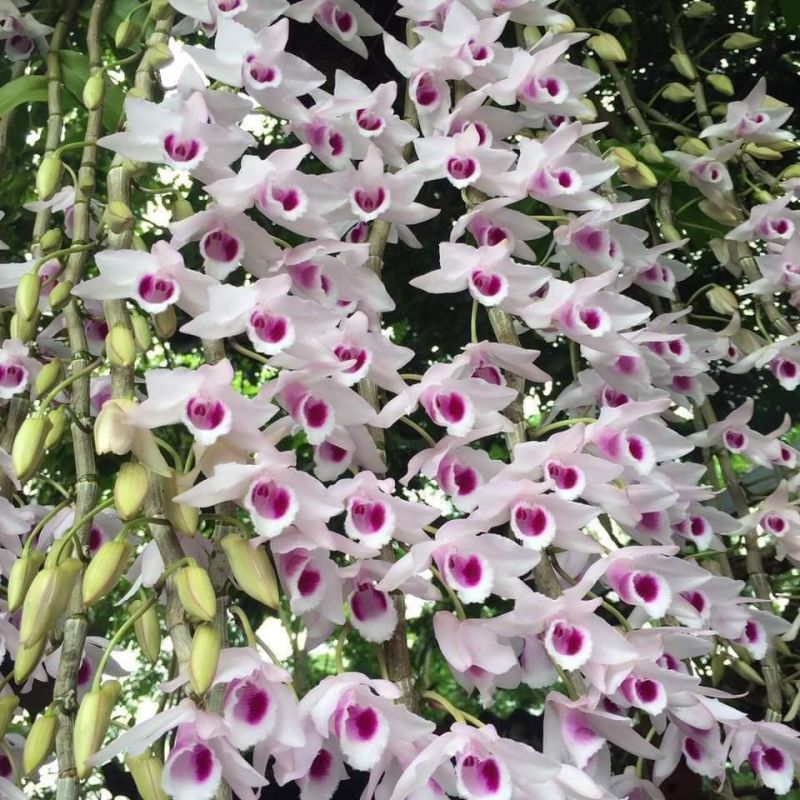 Hình hoa phong lan tuyệt đẹp  VFOVN