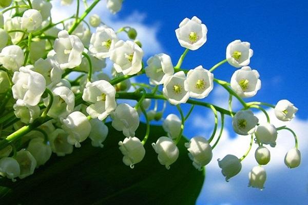 Hoa lan chuông - Quốc hoa Phần Lan