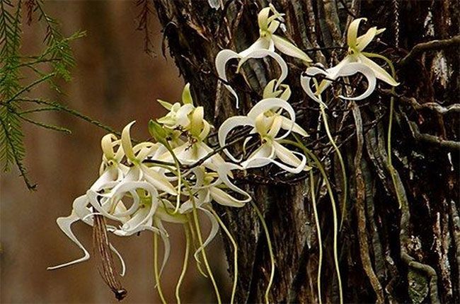những loài hoa đẹp và hiếm nhất thế giới Phong lan ma
