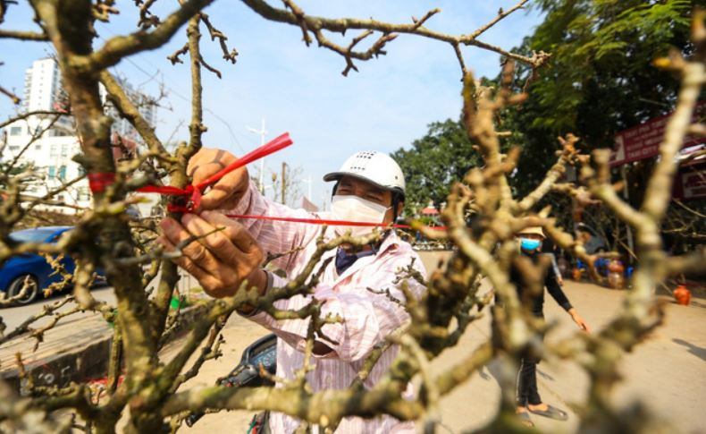 Từng cành hoa lê trắng e ấp nụ được người bán buộc lại để tạo kiểu. (Ảnh: VTC New)