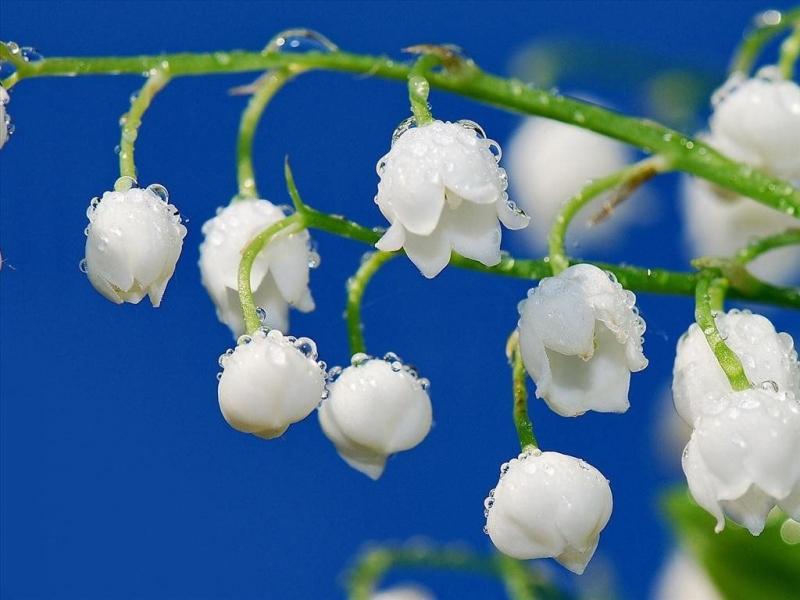 Hoa linh lan trắng tinh khiết